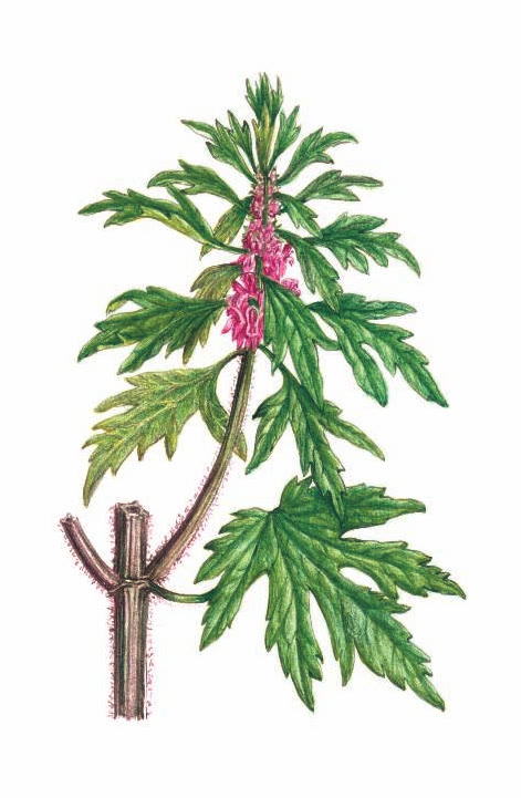 ПУСТЫРНИК СЕРДЕЧНЫЙ