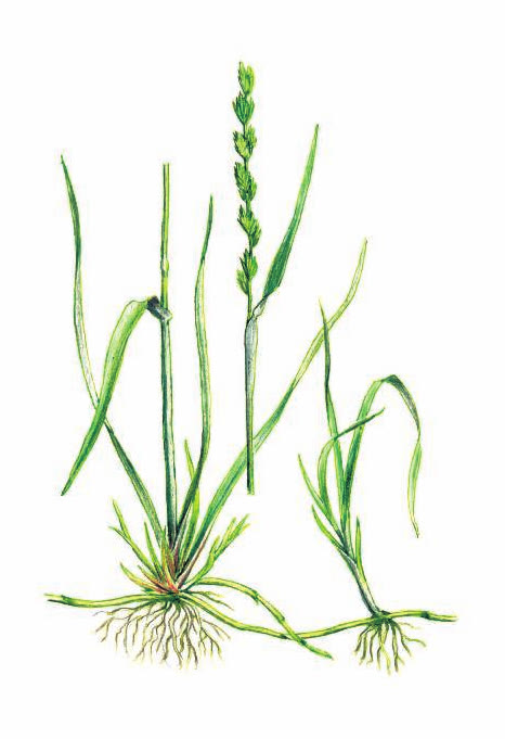 ПЫРЕЙ ПОЛЗУЧИЙ