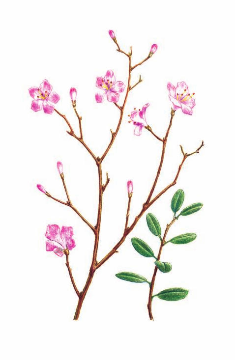 РОДОДЕНДРОН ДАУРСКИЙ