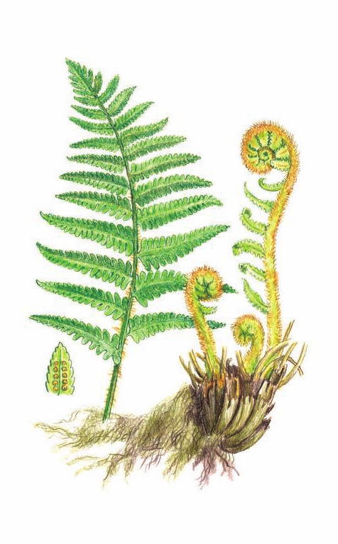 ЩИТОВНИК МУЖСКОЙ