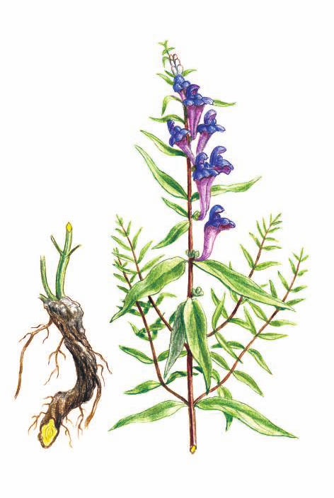 ШЛЕМНИК БАЙКАЛЬСКИЙ