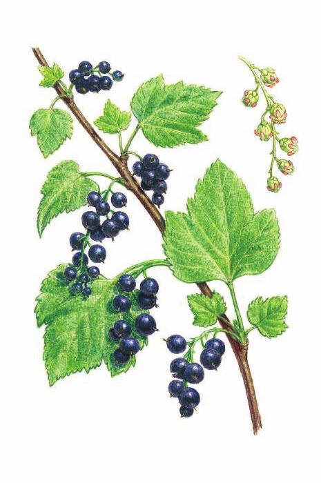 СМОРОДИНА ЧЁРНАЯ