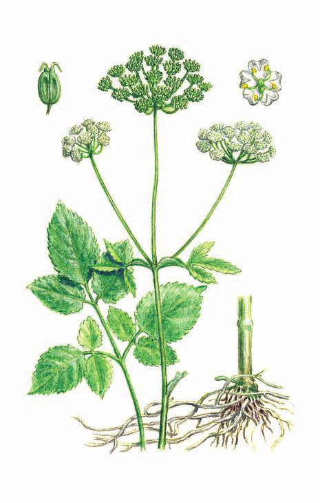 СНЫТЬ ОБЫКНОВЕННАЯ