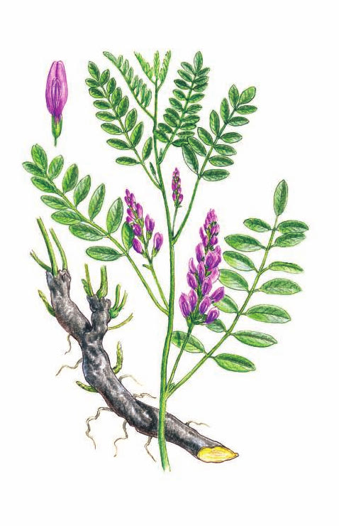 СОЛОДКА ГОЛАЯ