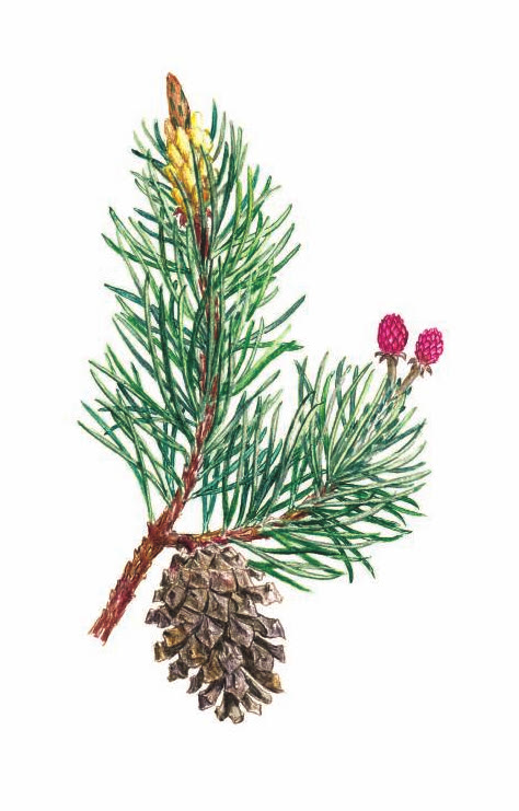 СОСНА ОБЫКНОВЕННАЯ