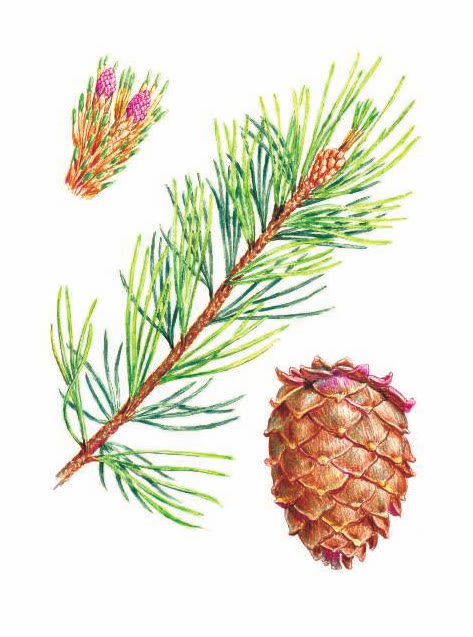 СОСНА СИБИРСКАЯ