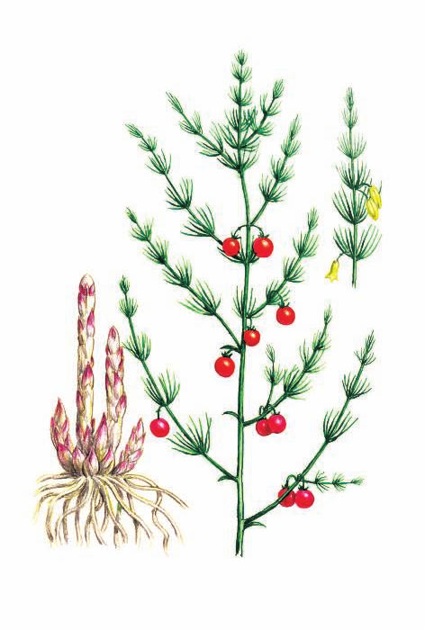 СПАРЖА АПТЕЧНАЯ