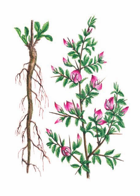 СТАЛЬНИК КОЛЮЧИЙ