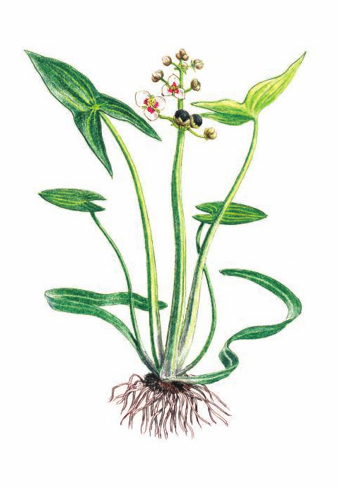 СТРЕЛОЛИСТ СТРЕЛОЛИСТНЫЙ