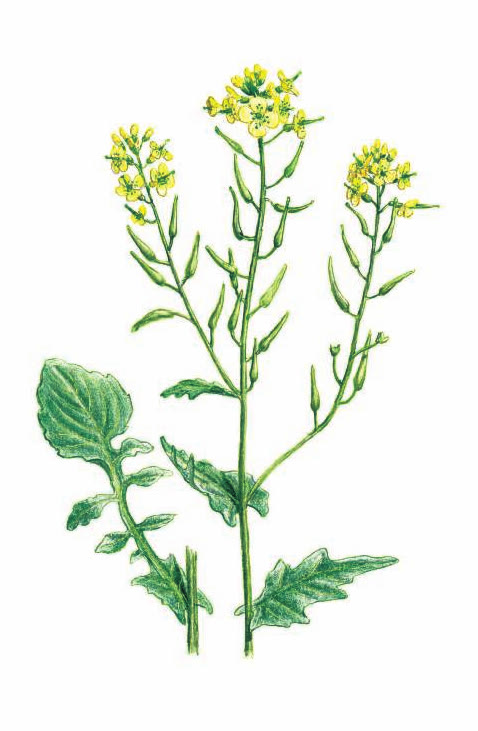 СУРЕПКА ОБЫКНОВЕННАЯ