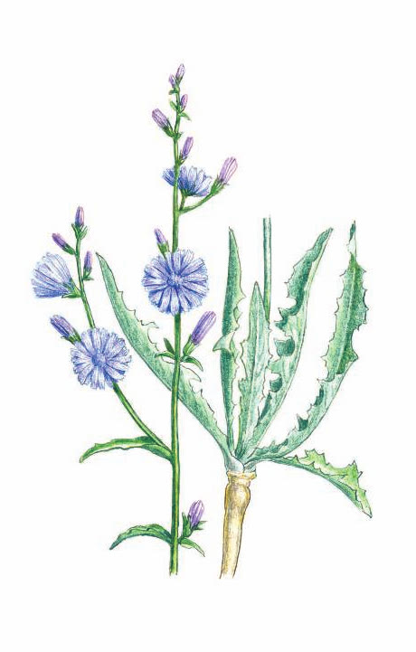 ЦИКОРИЙ ОБЫКНОВЕННЫЙ