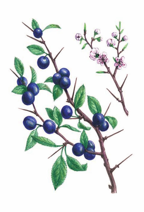 ТЁРН КОЛЮЧИЙ