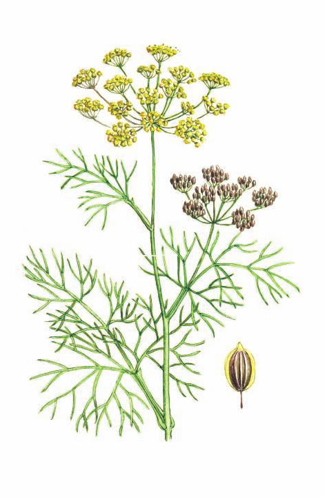 УКРОП ДУШИСТЫЙ