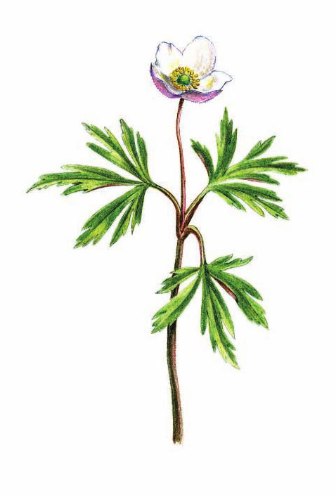 ВЕТРЕНИЦА ЛЕСНАЯ