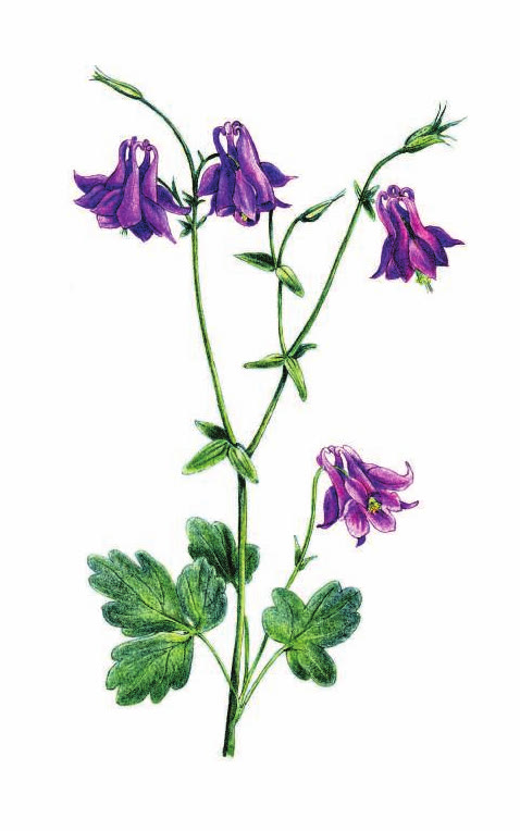 ВОДОСБОР ОБЫКНОВЕННЫЙ