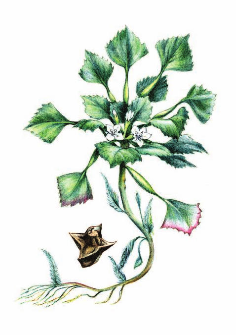 ВОДЯНОЙ ОРЕХ