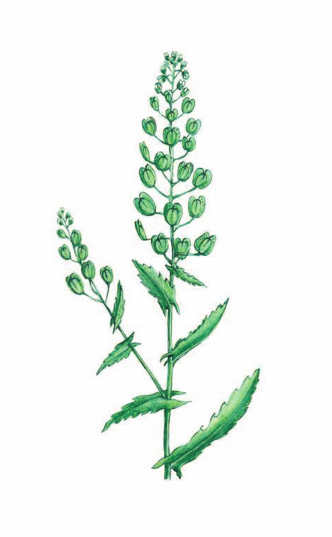 ЯРУТКА ПОЛЕВАЯ