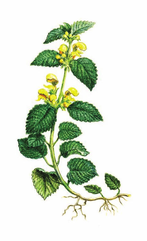 ЗЕЛЕНЧУК ЖЁЛТЫЙ