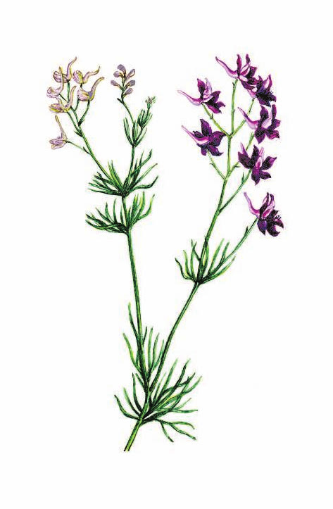 ЖИВОКОСТЬ ПОЛЕВАЯ