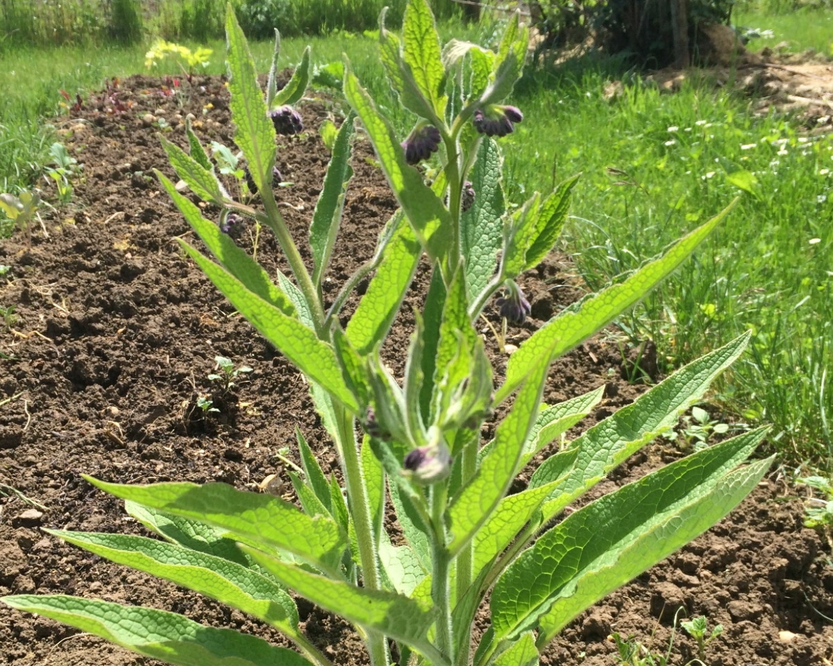 Фитотерапия