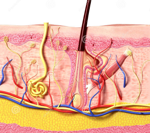 Повреждения и заболевания кожи