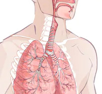 Заболевания органов дыхания